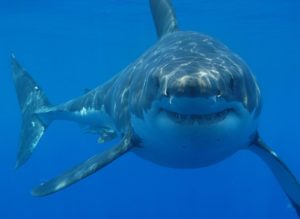 great-white-shark-sharkspictures.org_